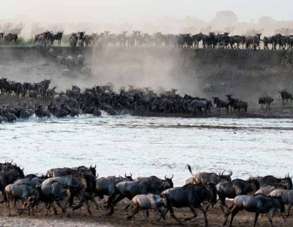 2-Day Luxury Safari Tour in Tanzania from Arusha, Zanzibar, JRO or Dar es Salaam