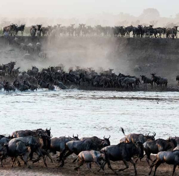 BEST SAFARI PACKAGES IN TANZANIA DESTINATIONS