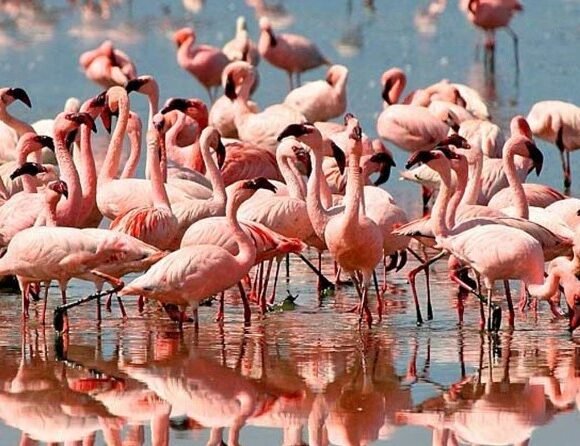 Reputable & Romantic Tanzania Tour for Honeymooners