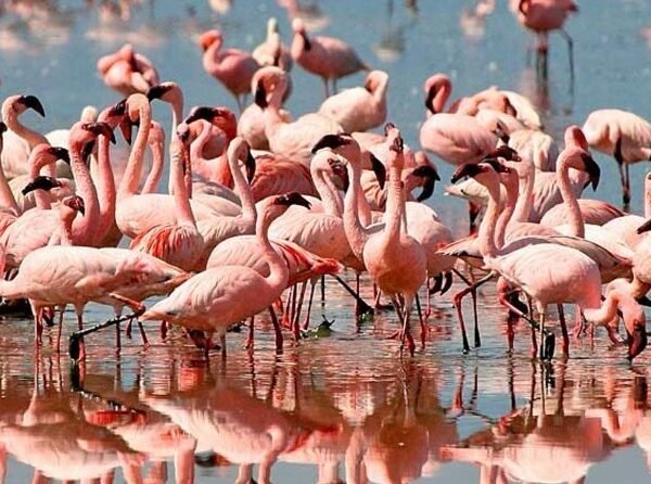 Reputable & Romantic Tanzania Tour for Honeymooners