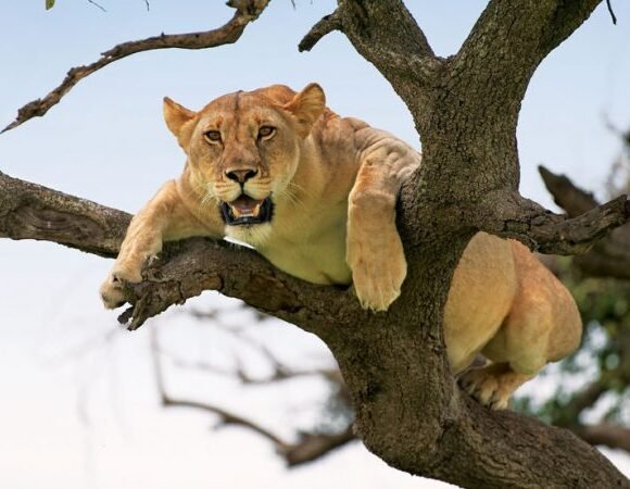 2-10 Days Ultimate Tanzania Safari & Zanzibar Vacation