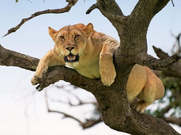 BEST | QUALITY PRICE FOR TANZANIA SAFARI TOUR