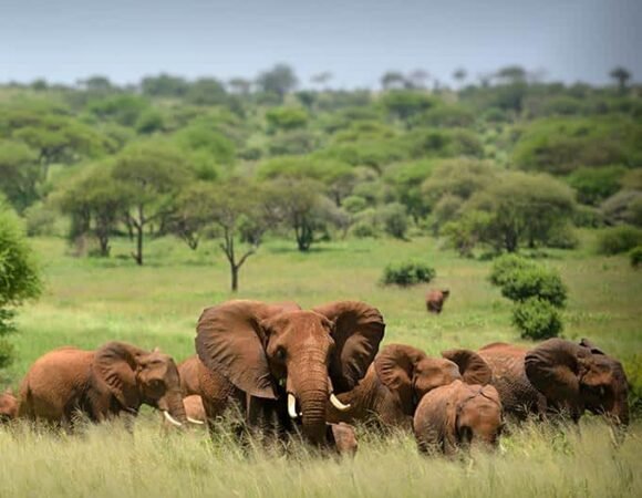 1-15 DAY BEST TANZANIA SAFARI TOUR FOR GROUP | PRIVATE