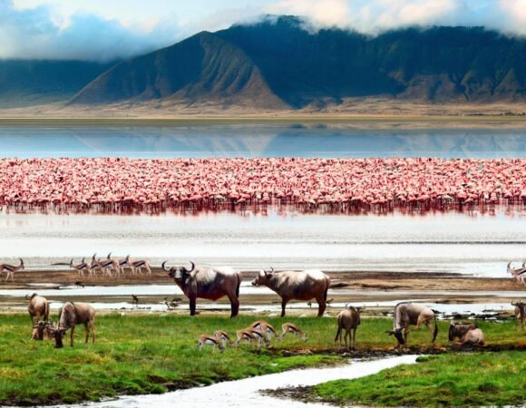 4-Day Tanzania Luxury Safari - Book NOW