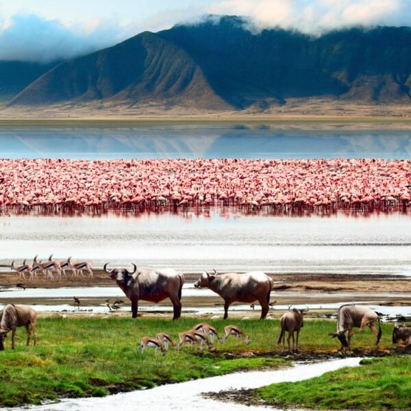 4-Day Tanzania Luxury Safari - Book NOW