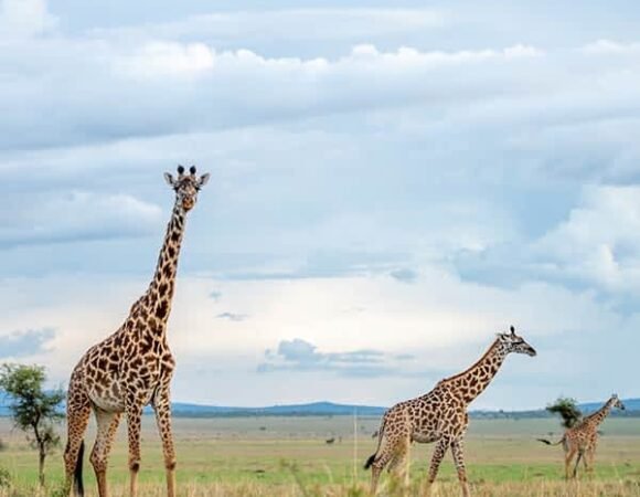 5-Day Private Tanzania Luxury Safari – From Zanzibar, Airport, Arusha