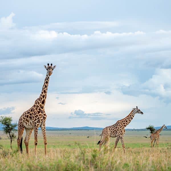 COST FOR LUXURY SAFARI IN TANZANIA ( $450- $1000 PP/ DAY)