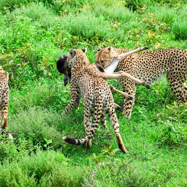 Best Tanzania Safari Packages for Private and Group tours