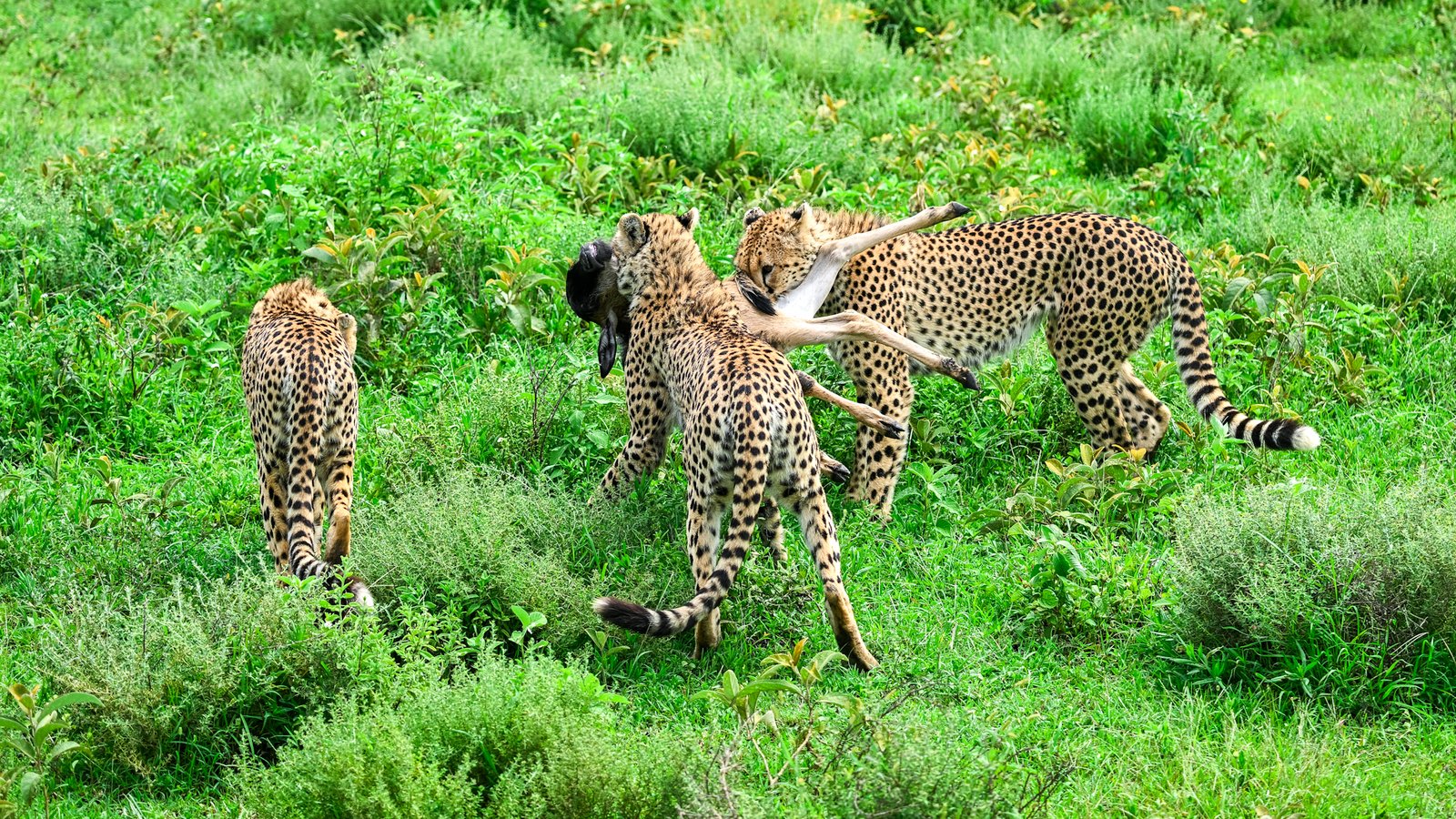 Best Tanzania safari operator