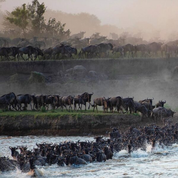 3-Day Premier Tanzania Safari Tours – Book Your Trip Today