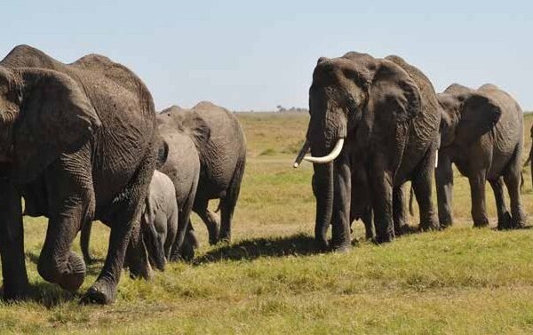 Budget-friendly Tanzania safari packages