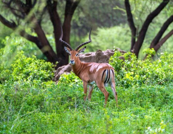 Private Luxury Family Safari in Tanzania – 9+ Days of Tour