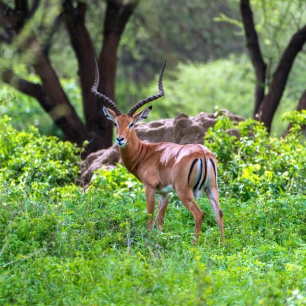 Private Luxury Family Safari in Tanzania – 9+ Days of Tour