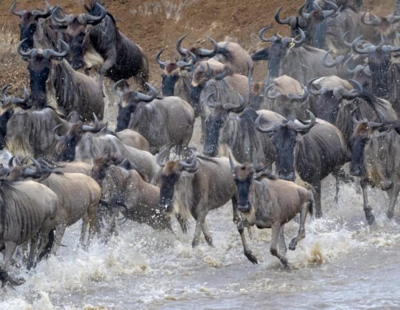 Serengeti National Park Safari Tour