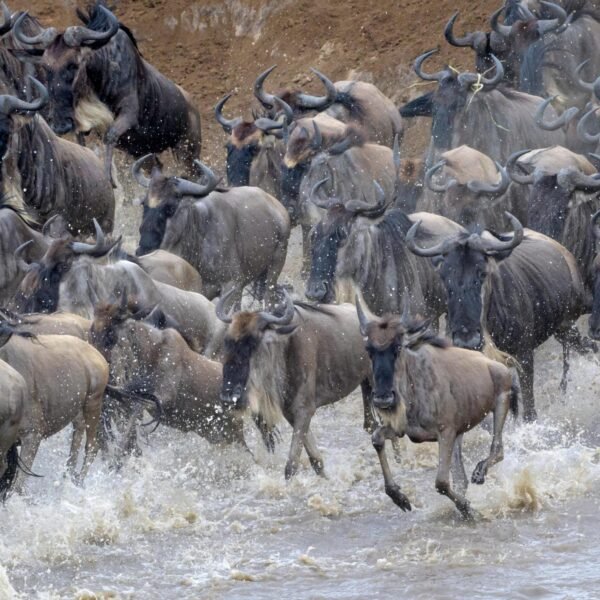 Serengeti National Park Safari Tour