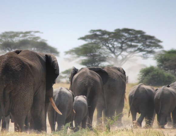 2-Day Ngorongoro & Tarangire NP. Tour
