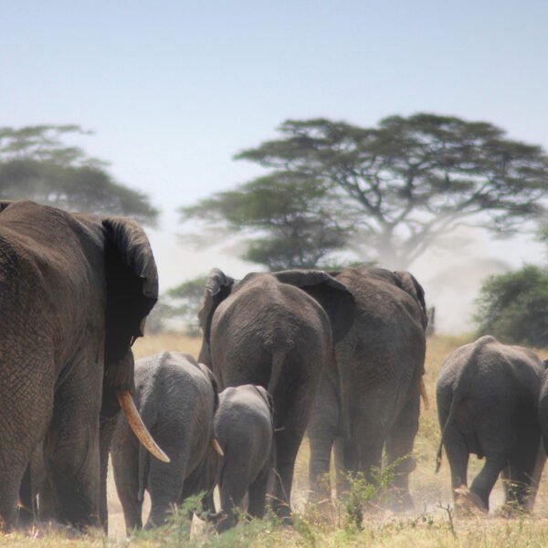2-Day Ngorongoro & Tarangire NP. Tour