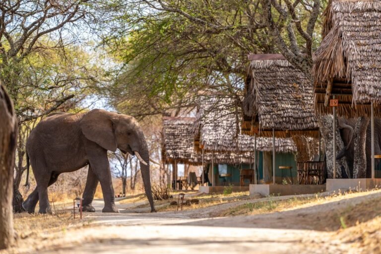Tarangire-Safari-Lodge-TylerCave_Tarangire-9c49915e