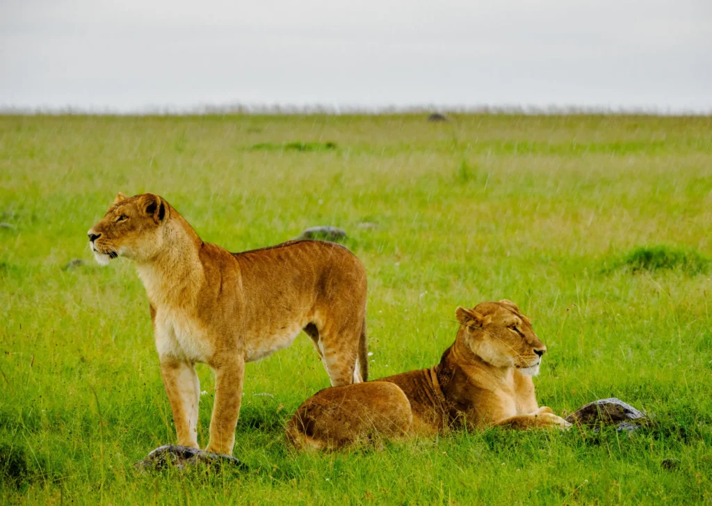 Three lions on a grassy savanna one stands in the foreground while two others lie down nearby on rocksground under a cloudy sky