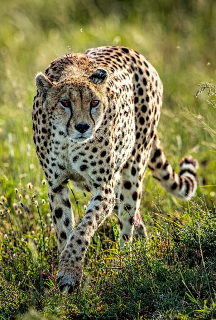 Leopard in Wildlife