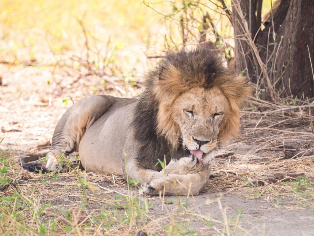 Ngorongoro