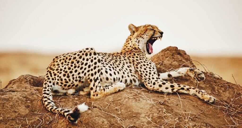 Tanzania wildlife safari