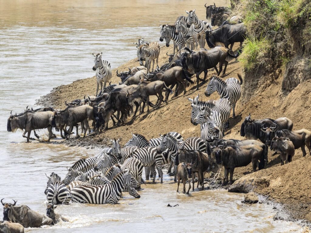 Tanzania Safari