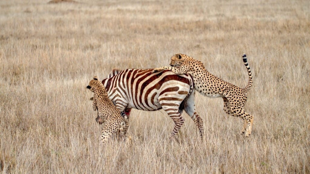 Wildlife in Tanzania
