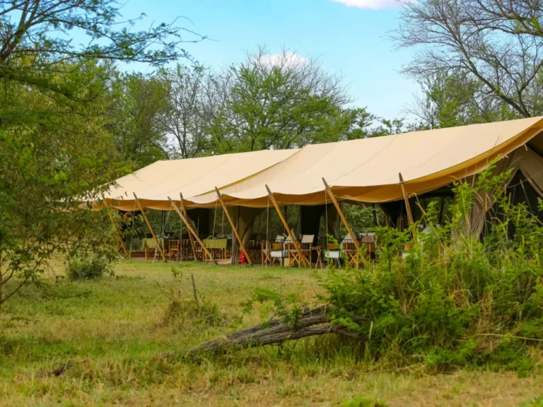 intimate-camp-zebra-1024x768