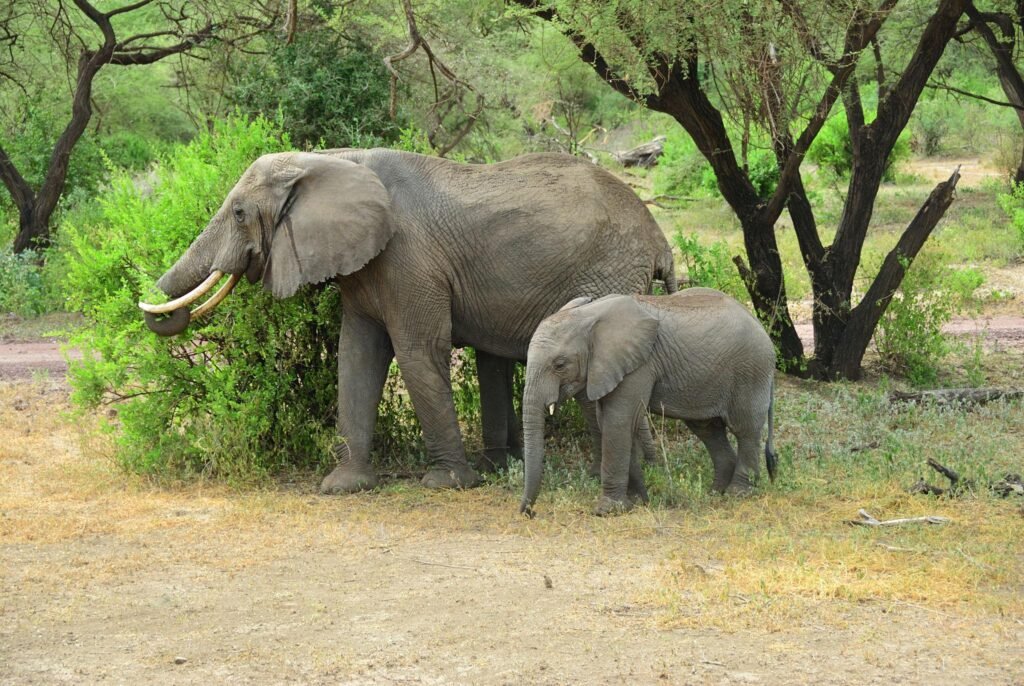 Tarangire