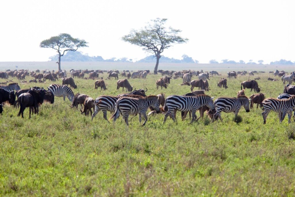 Tanzania Safari