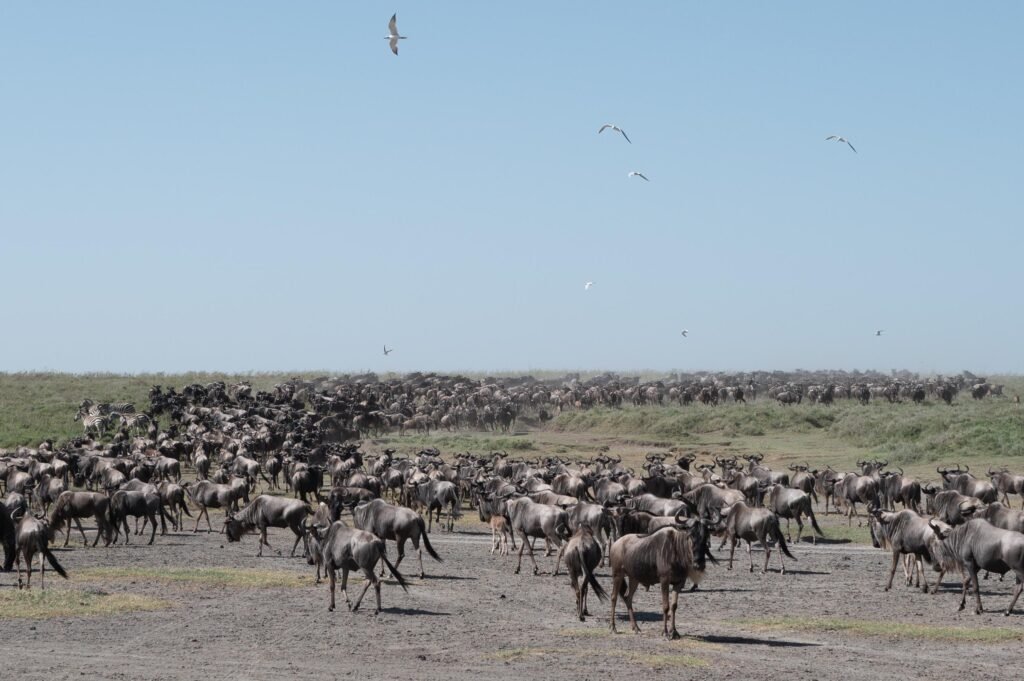Great Migration
