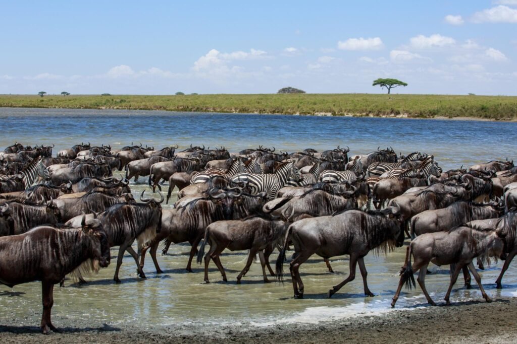 Great Migration