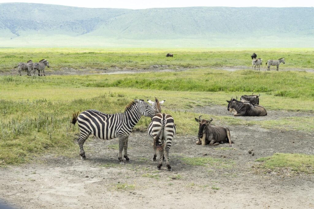 Ngorongoro