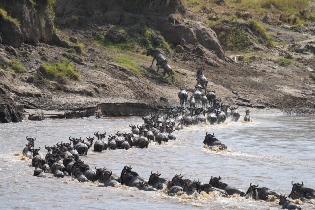 Serengeti