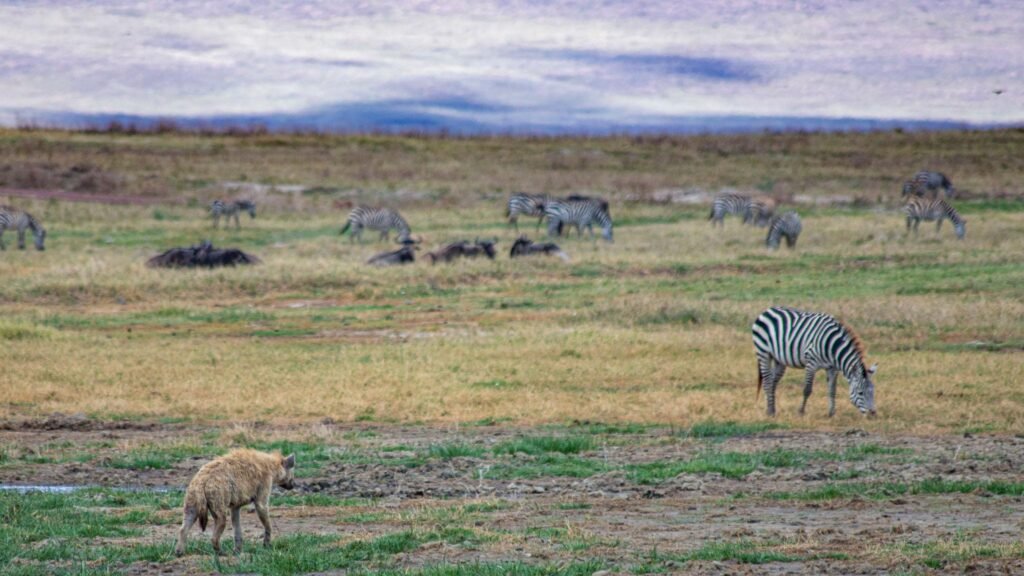 Tanzania Wildlife Safari