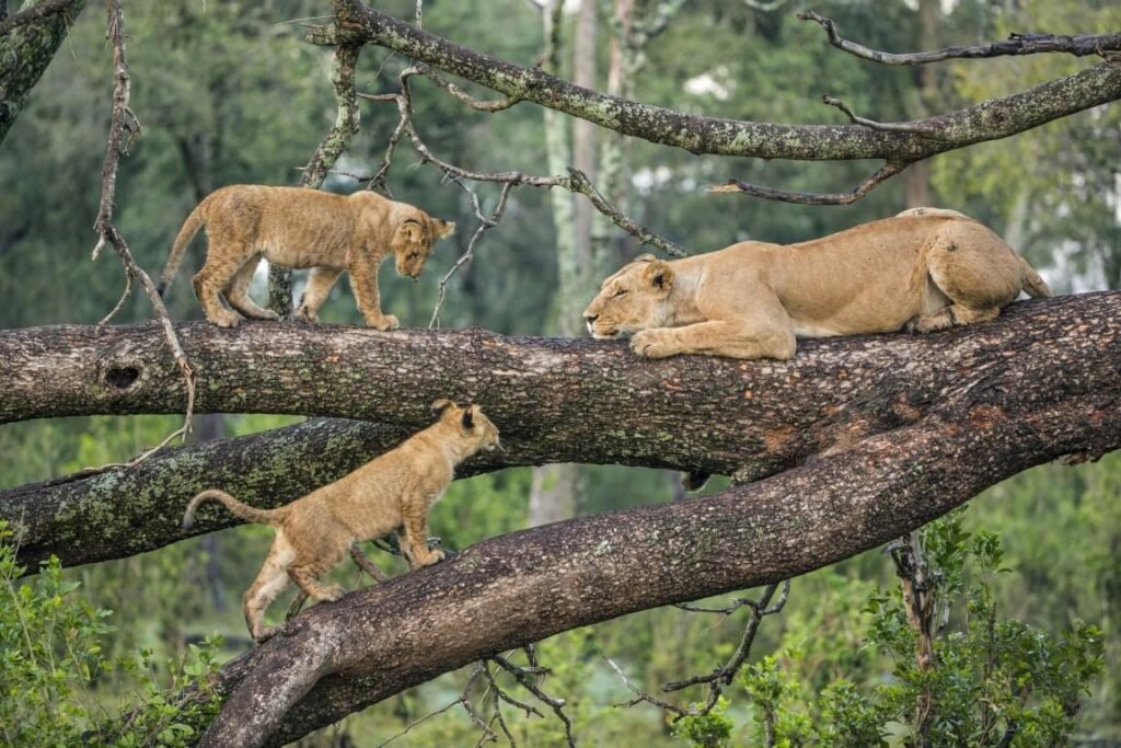 Tanzania Safaris