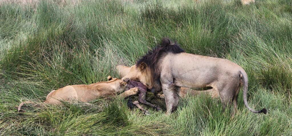 Two Lions Feeding on a Carcass in Tall Grass on the Savanna