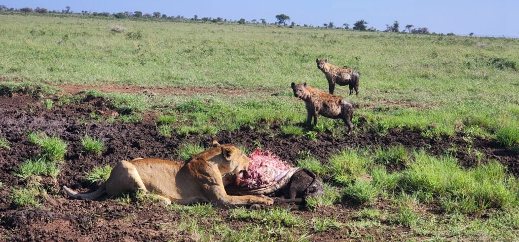 Wildlife