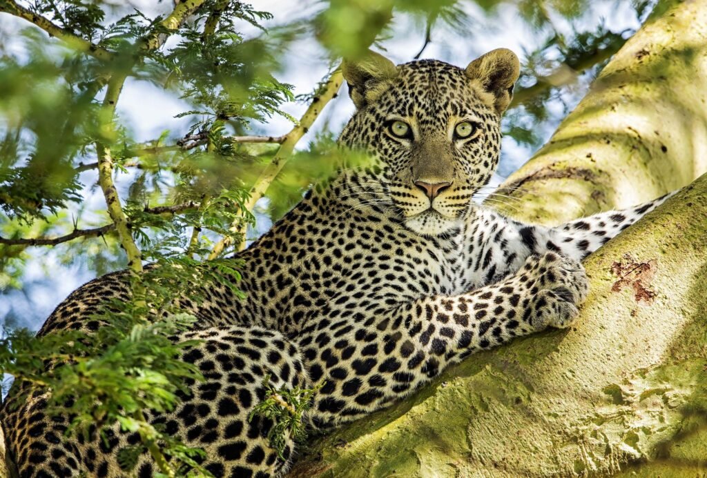 Leopard Resting in a Tree Peering Down Through Green Leaves and Branches